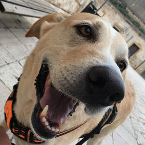 Winston Winston, Sean Licciardi's senior Labrador