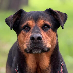 Sasha, Sean Licciardi's Rottweiler